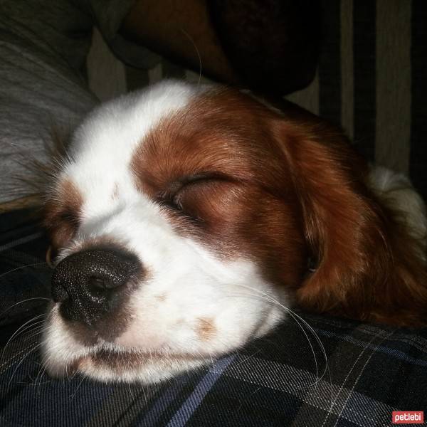 Cavalier King Charles Spanieli, Köpek  Ateş fotoğrafı