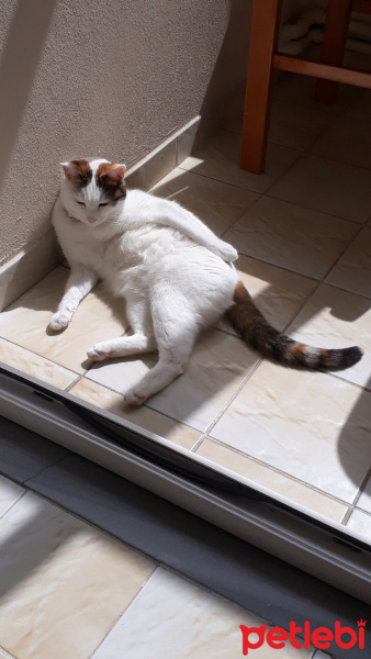 Tekir Kedi, Kedi  Boncuk fotoğrafı