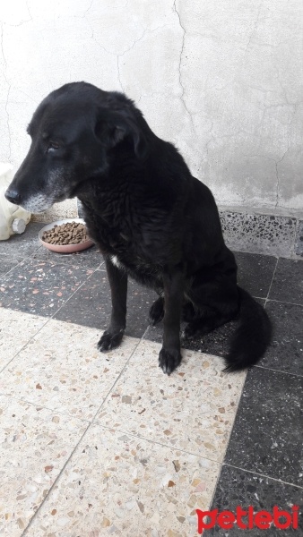 Labrador Retriever, Köpek  gölge fotoğrafı