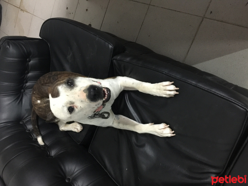 Amerikan Pitbull Terrier, Köpek  Barut fotoğrafı