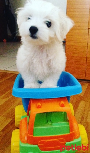 Maltese, Köpek  Bilbo fotoğrafı