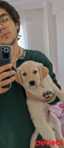 Golden Retriever, Köpek  Griffon fotoğrafı