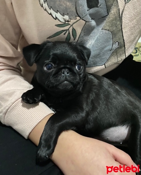 Pug, Köpek  Gece fotoğrafı