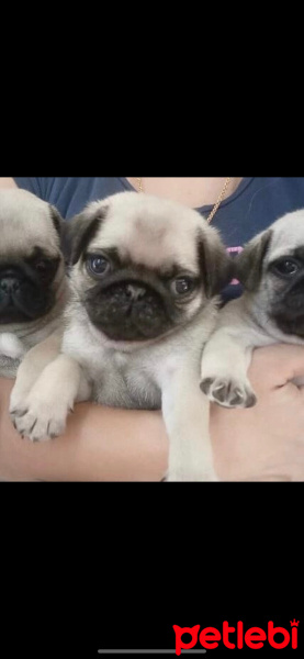 Pug, Köpek  2 aylık eşyaları ile hepsi 4500 tl fotoğrafı