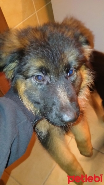 Alman Çoban Köpeği, Köpek  Adı yok fotoğrafı