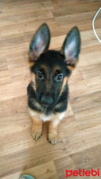 Alman Çoban Köpeği, Köpek  Adı yok fotoğrafı