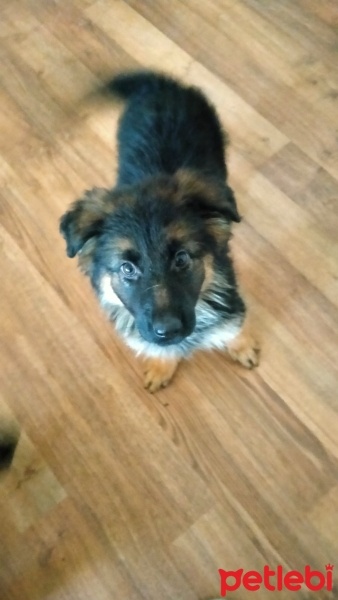 Alman Çoban Köpeği, Köpek  Adı yok fotoğrafı