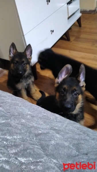 Alman Çoban Köpeği, Köpek  Adı yok fotoğrafı