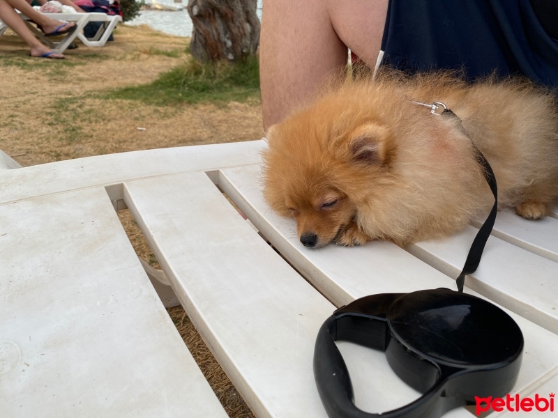 Pomeranyalı, Köpek  Pablo fotoğrafı