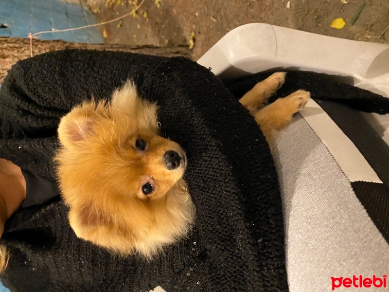 Pomeranyalı, Köpek  Pablo fotoğrafı