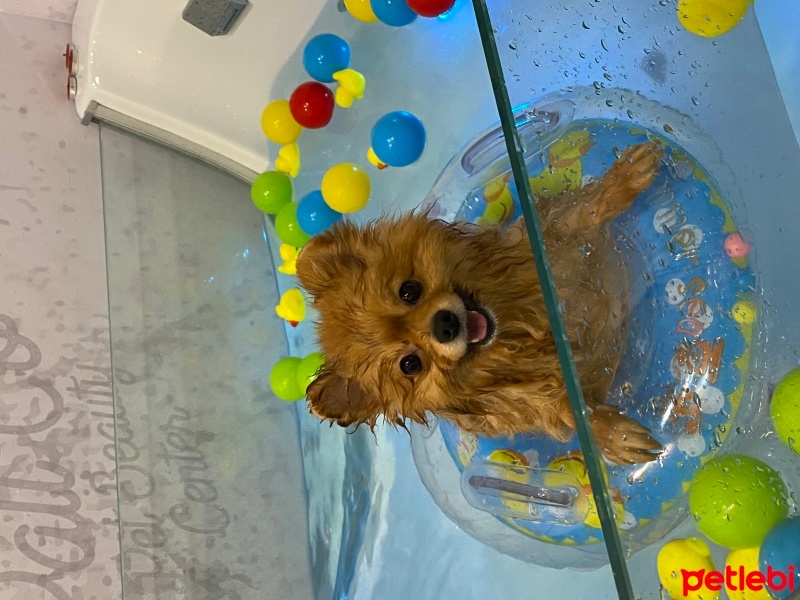 Pomeranyalı, Köpek  Pablo fotoğrafı