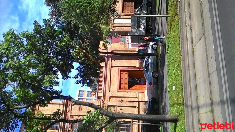 Tekir Kedi, Kedi  lokum fotoğrafı