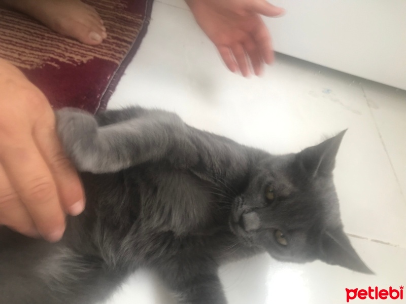 Korat, Kedi  Bulut fotoğrafı