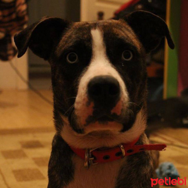 Amerikan Staffordshire Terrier, Köpek  TILSIM fotoğrafı