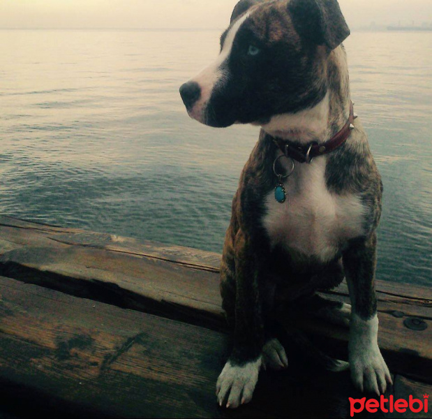 Amerikan Staffordshire Terrier, Köpek  TILSIM fotoğrafı