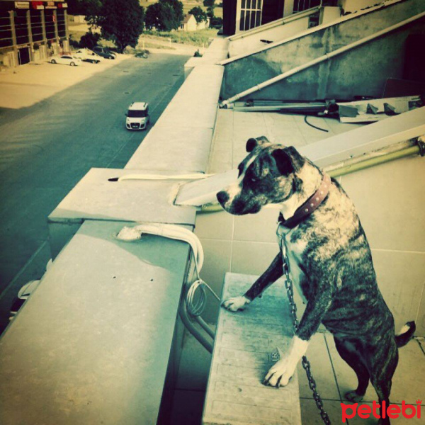 Amerikan Staffordshire Terrier, Köpek  TILSIM fotoğrafı