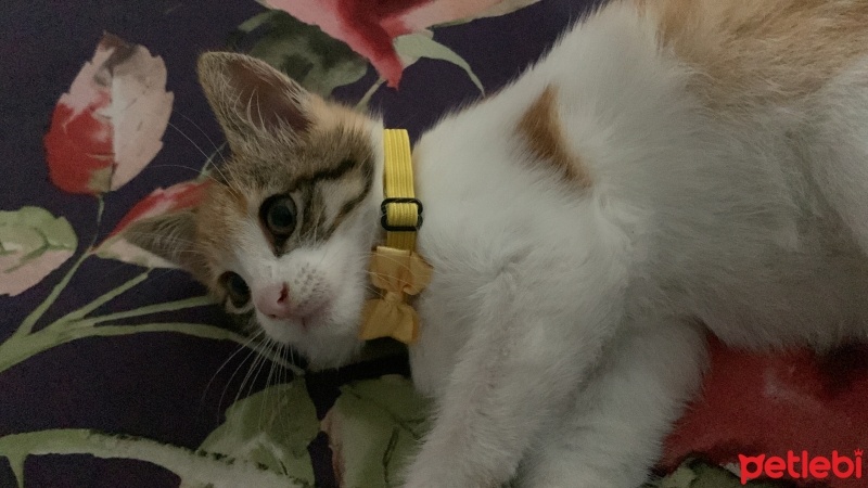 Tekir Kedi, Kedi  Miniş fotoğrafı