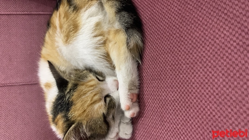 Tekir Kedi, Kedi  Miniş fotoğrafı