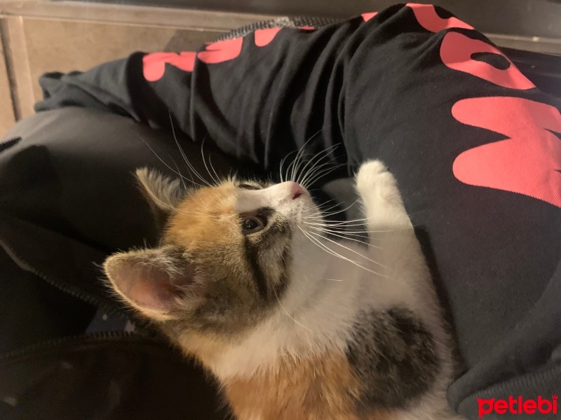 Tekir Kedi, Kedi  Miniş fotoğrafı