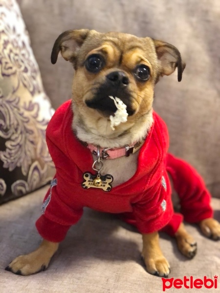 Pug, Köpek  Sisi fotoğrafı