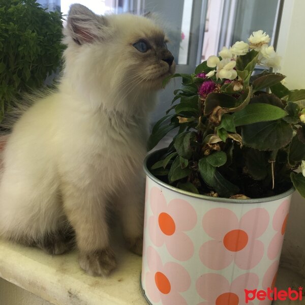 Chinchilla, Kedi  Bulut fotoğrafı