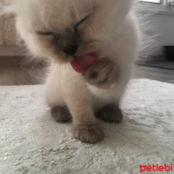 Chinchilla, Kedi  Bulut fotoğrafı