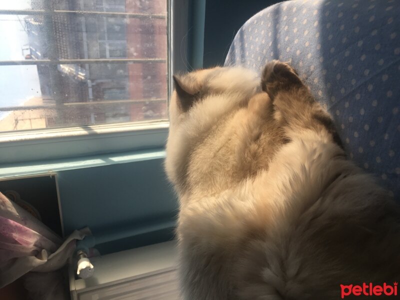 Chinchilla, Kedi  Bulut fotoğrafı