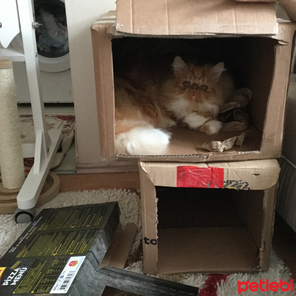 İran Kedisi (Persian), Kedi  Çelebi fotoğrafı