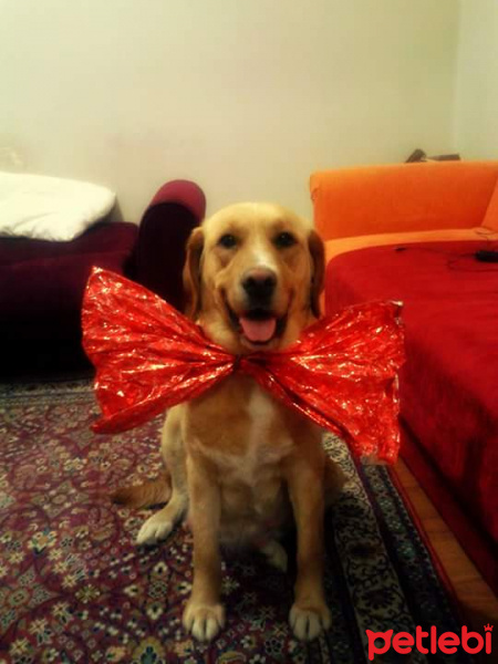 Labrador Retriever, Köpek  sultan fotoğrafı