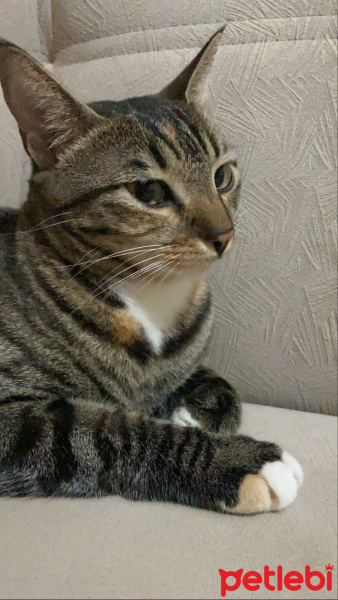 Tekir Kedi, Kedi  Minnoş fotoğrafı