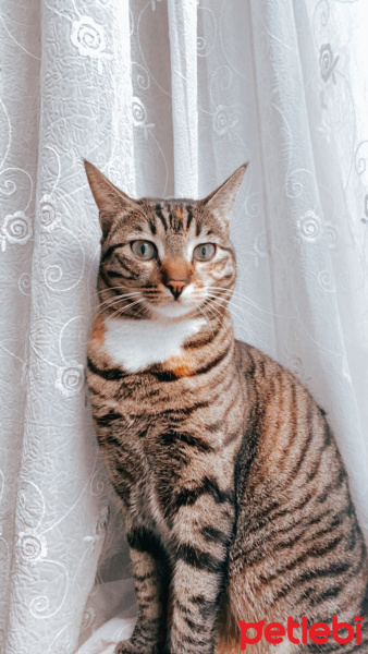 Tekir Kedi, Kedi  Minnoş fotoğrafı