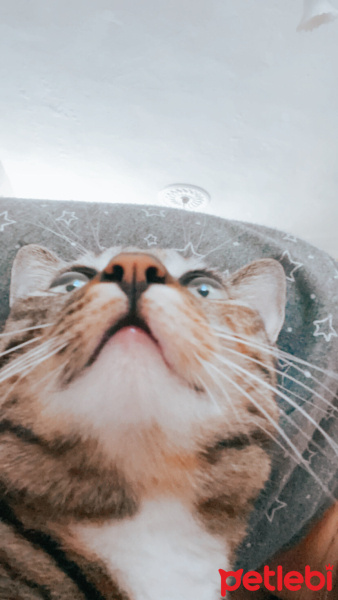 Tekir Kedi, Kedi  Minnoş fotoğrafı