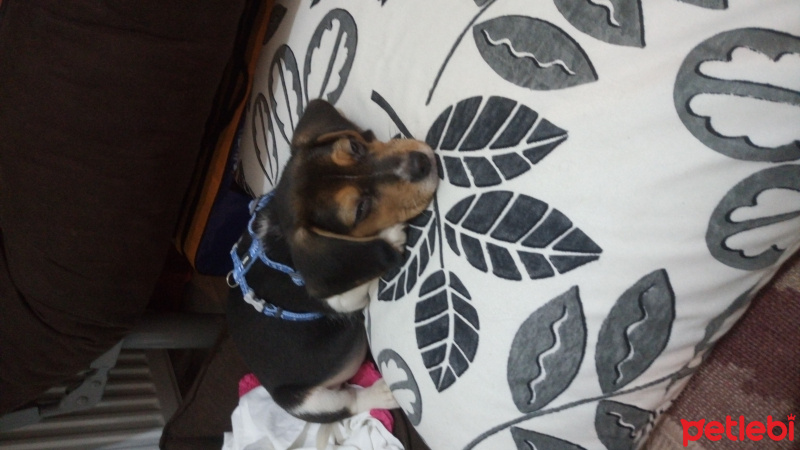 Beagle, Köpek  Sımarık fotoğrafı