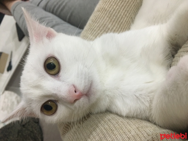 Van Kedisi, Kedi  Pamuk fotoğrafı