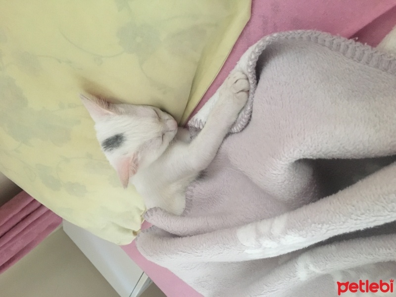 Van Kedisi, Kedi  Pamuk fotoğrafı