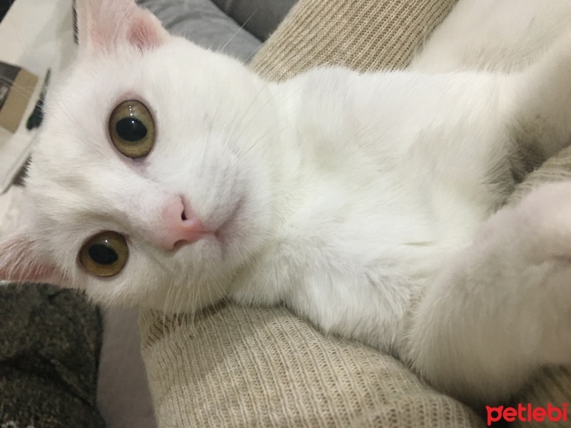 Van Kedisi, Kedi  Pamuk fotoğrafı