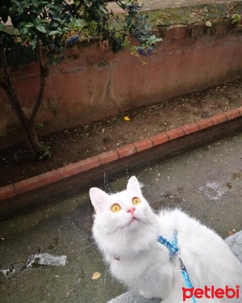 Ankara Kedisi, Kedi  Pamuk fotoğrafı