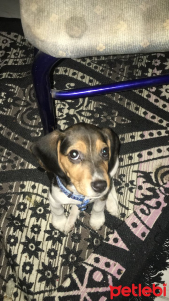 Beagle, Köpek  Sımarık fotoğrafı