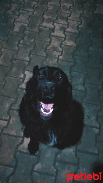 Amerikan Cocker Spaniel, Köpek  Paşa fotoğrafı
