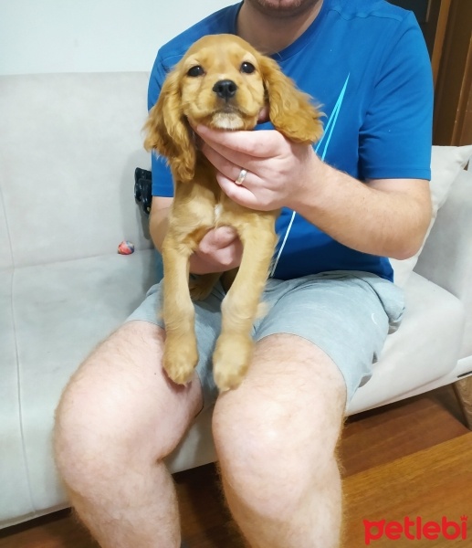 Amerikan Cocker Spaniel, Köpek  Paris fotoğrafı