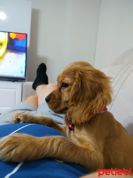 Amerikan Cocker Spaniel, Köpek  Paris fotoğrafı