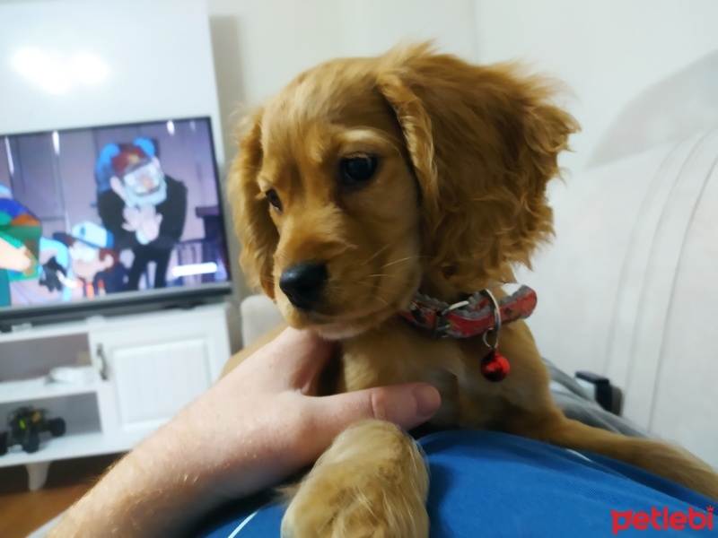 Amerikan Cocker Spaniel, Köpek  Paris fotoğrafı