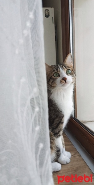 Tekir Kedi, Kedi  Minnoş fotoğrafı