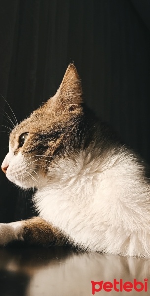 Tekir Kedi, Kedi  Minnoş fotoğrafı