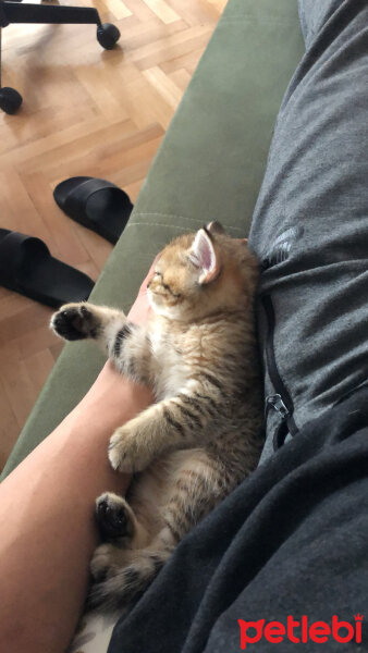 British Shorthair, Kedi  Tesla fotoğrafı