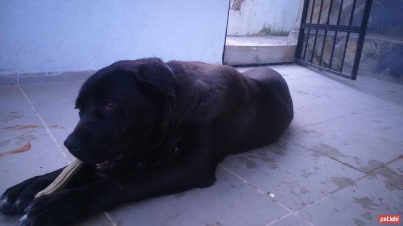 Cane Corso Italiano, Köpek  PUPA fotoğrafı