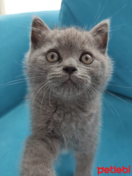 British Shorthair, Kedi  Alice fotoğrafı