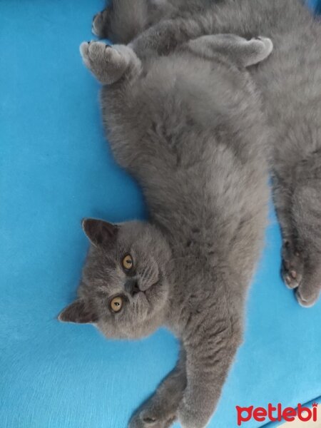 British Shorthair, Kedi  Alice fotoğrafı