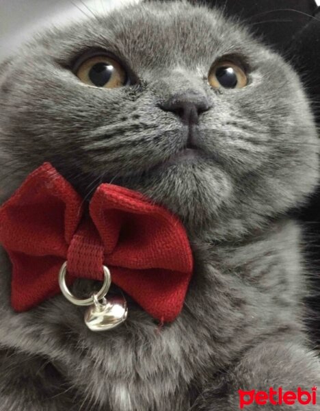 British Shorthair, Kedi  Alice fotoğrafı