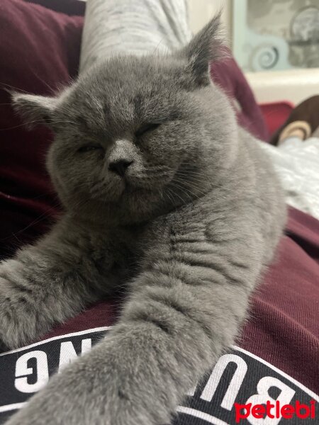 British Shorthair, Kedi  Alice fotoğrafı